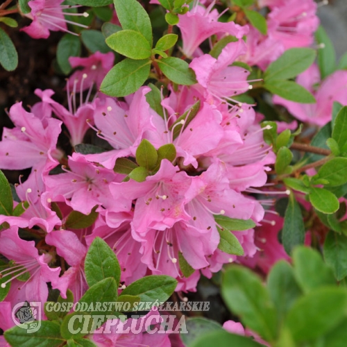 Diamant Rosa - Japanese Azalea - Diamant Rosa - Rhododendron