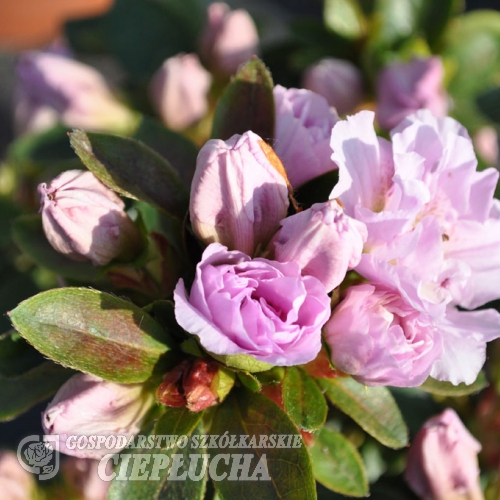 Elsie Lee - Azalia japońska - Elsie Lee - Rhododendron