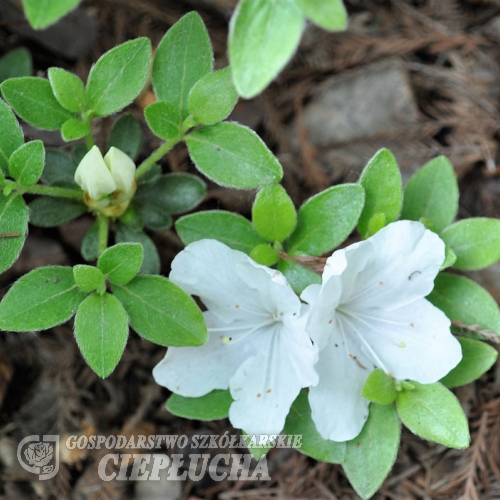 Panda - Azalia japońska - Panda - Rhododendron  ; Azalea japonica