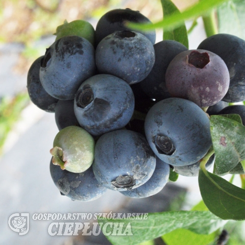 Bonifacy - borówka amerykańska - Bonifacy - Vaccinium corymbosum