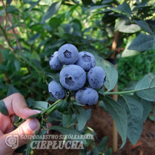 Bonus - Highbush Blueberry - Bonus - Vaccinium corymbosum