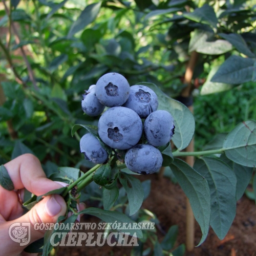 Bonus - Heidelbeere - Bonus - Vaccinium corymbosum