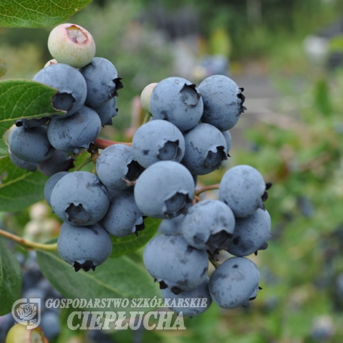 Jorma PBR - Halfhigh Blueberry - Jorma PBR - Vaccinium  angustifolium x Vaccinium corymbosum