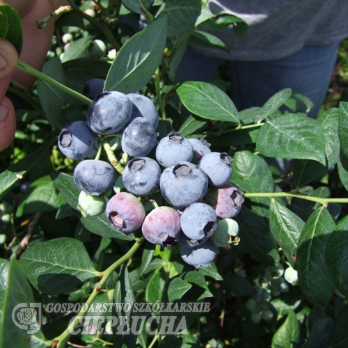 Aurora - Lizenzsorten Heidelbeere - Aurora - Vaccinium corymbosum