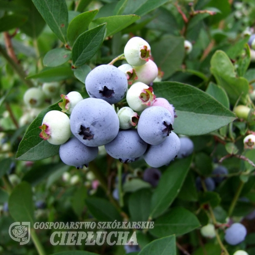 Liberty - borówka licencyjna - Liberty - Vaccinium corymbosum