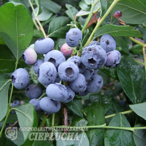 Legacy - Heidelbeere - Legacy - Vaccinium corymbosum