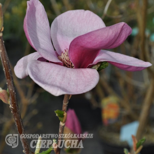 Picture - spruce magnolia - Magnolia x soulangeana 'Picture'