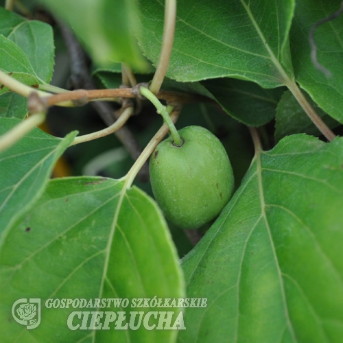 Actinidia arguta Ananasnaya - Hardy kiwi - Actinidia arguta Ananasnaya