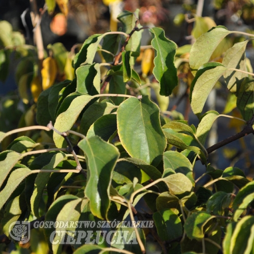 Actinidia arguta 'Weiki M' -  aktinidia ostrolistna (mini-kiwi) - Actinidia arguta 'Weiki M'