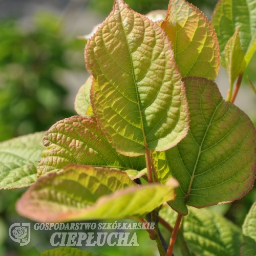 Actinidia kolomikta Adam - Актини́дия коломи́кта - Actinidia kolomikta Adam