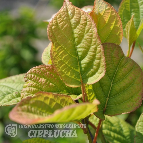 Actinidia kolomikta Adam - Kolomikta vine - Actinidia kolomikta Adam