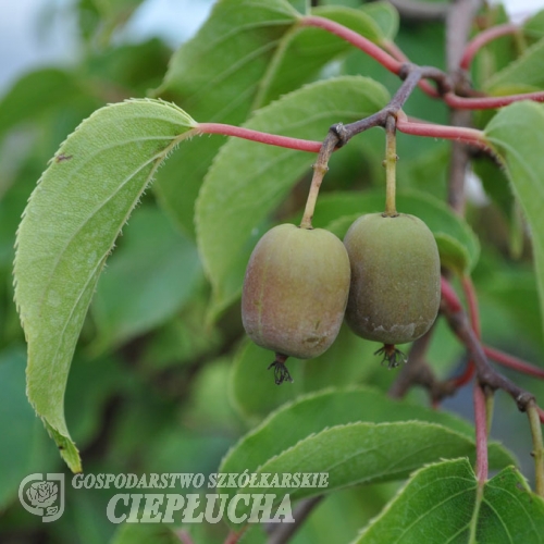 Actinidia arguta Kokuwa - Hardy kiwi - Actinidia arguta Kokuwa