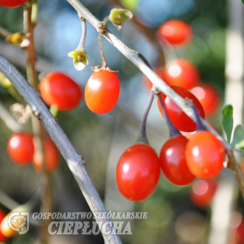 Lycium barbarum 'Big Berry' - Goji berry - Lycium barbarum 'Big Berry'