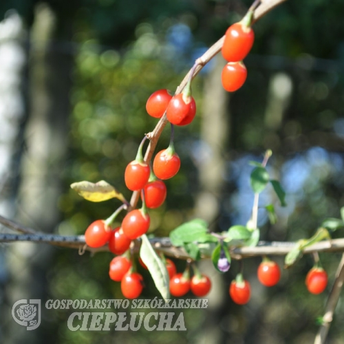 Lycium barbarum 'Sweet Berry' - Goji berry - Lycium barbarum 'Sweet Berry'