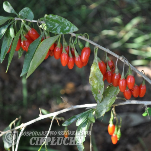 Lycium barbarum 'Korean Big' - Goji-Beere - Lycium barbarum 'Korean Big'