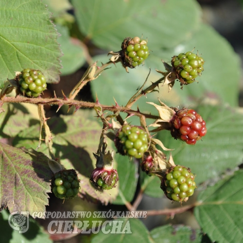 Rubus fruticosus Black Satin - Thornless Blackberry - Rubus fruticosus Black Satin