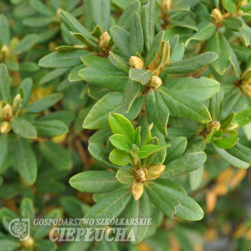 drumonium - Różanecznik bagienny   ; telmateium - Rhododendron  drumonium ;   Rhododendron telmateium