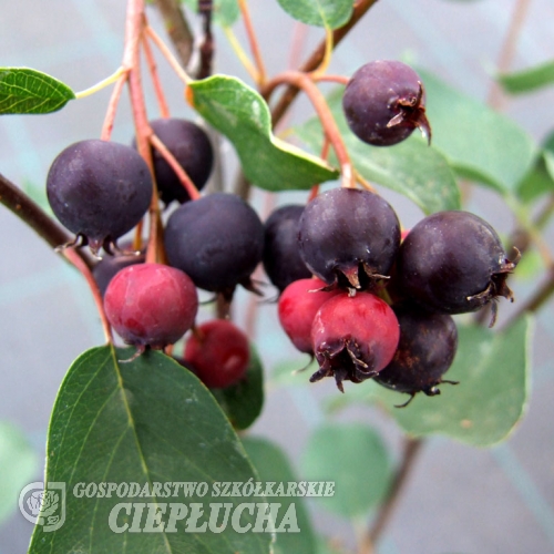 Amelanchier rotundifolia Helvetia - Ирга крупноцветковая - Amelanchier rotundifolia Helvetia