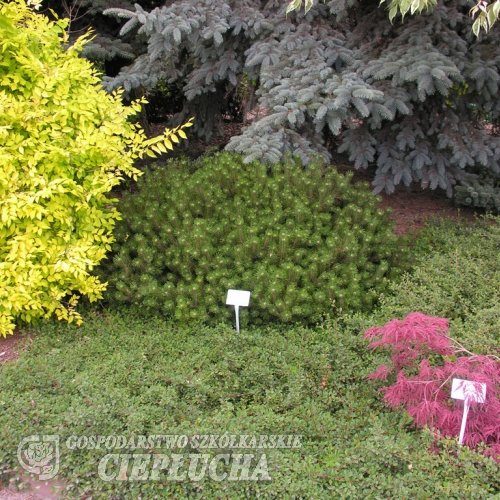 Pinus mugo 'Humpy' - kosodrzewina - Pinus mugo 'Humpy'