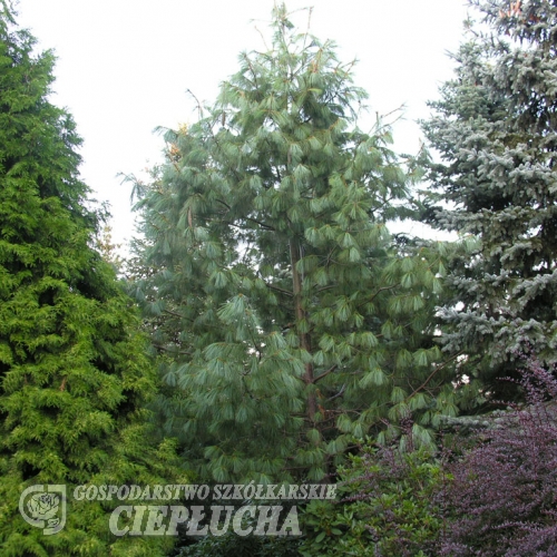 Pinus wallichiana - . Tränen-Kiefer ;  Himalayan pine - Pinus wallichiana ;  Pinus griffithii