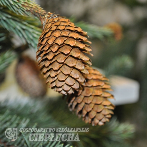 Picea abies 'Acrocona' - Norway spruce - Picea abies 'Acrocona'