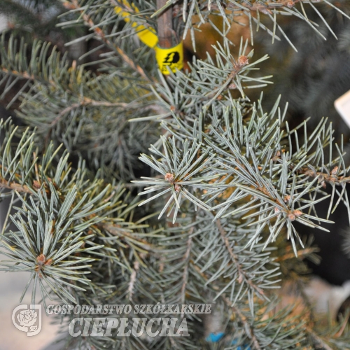 Picea breweriana - Siskiyou-Fichte - Picea breweriana