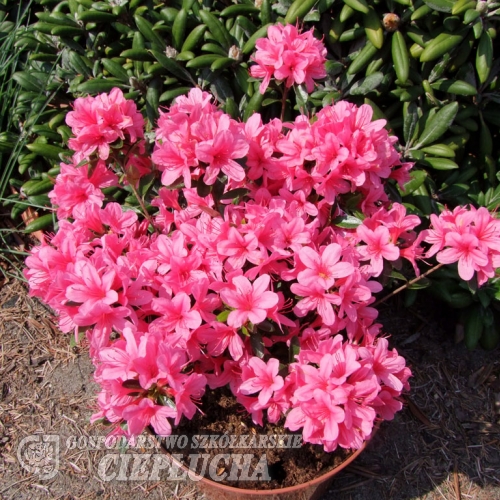 Silvester - Japanese Azalea - Silvester Rhododendron