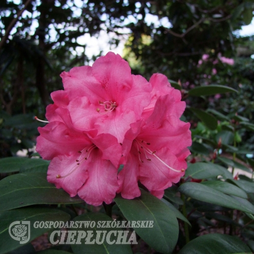 Aprilglocke - różanecznik Williamsa - Aprilglocke - Rhododendron williamsianum