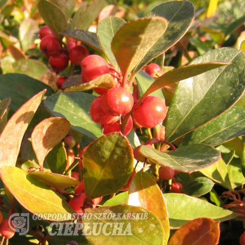 Gaultheria procumbens 'Big Berry' - Гаультерия лежачая - Gaultheria procumbens 'Big Berry