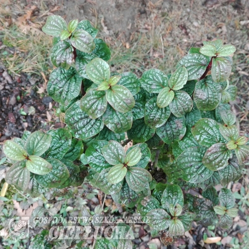 Cornus sanguinea 'Compressa'- Дерен красный ; свидина кроваво-красная - Cornus sanguinea 'Compressa'