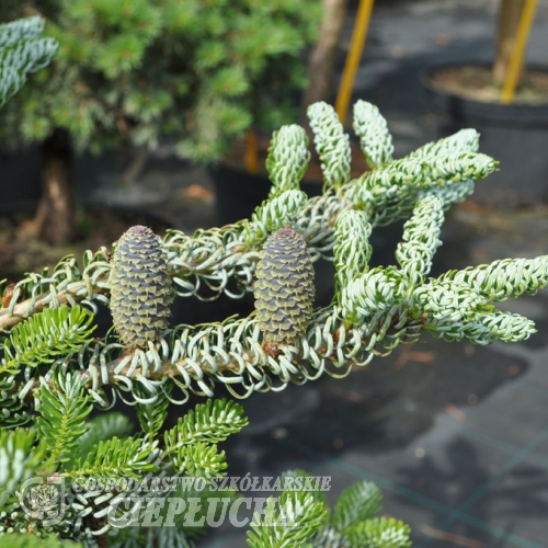 Abies koreana 'Silver Star' - jodła koreańska - Abies koreana 'Silver Star'