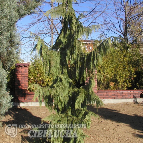 Chamaecyparis nootkatensis Pendula - cyprysik nutkajski - Chamaecyparis nootkatensis Pendula