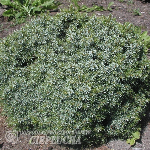 Picea omorika 'Treblitzsch' -Ель сербская - Picea omorika 'Treblitzsch'