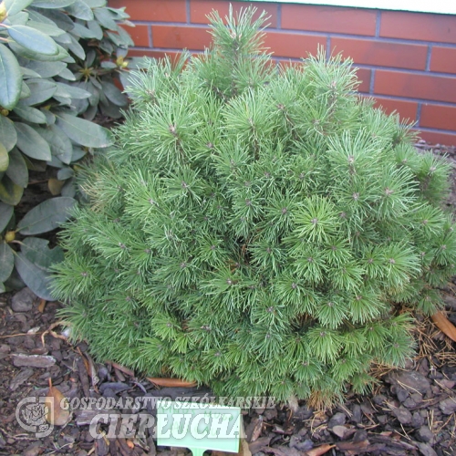 Pinus mugo 'Allgäu' - Mountain pine - Pinus mugo 'Allgäu'