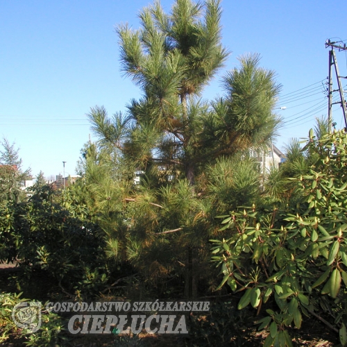 Pinus resinosa - sosna czerwona - Pinus resinosa