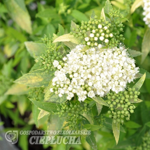 Spiraea japonica 'Albiflora' - tawuła japońska - Spiraea japonica 'Albiflora'