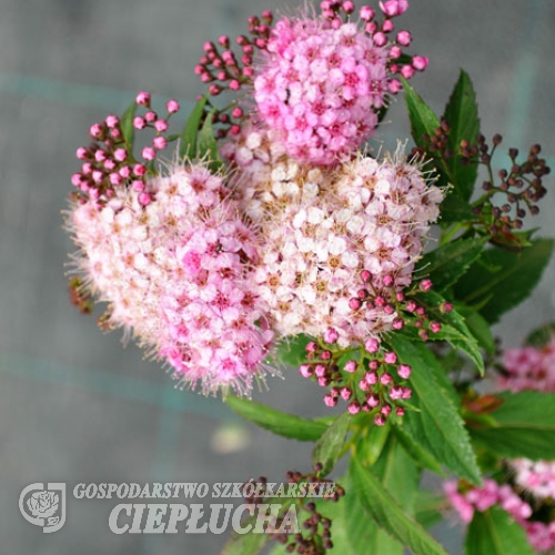 Spiraea japonica 'Genpei'- Спирея японская - Spiraea japonica 'Genpei'