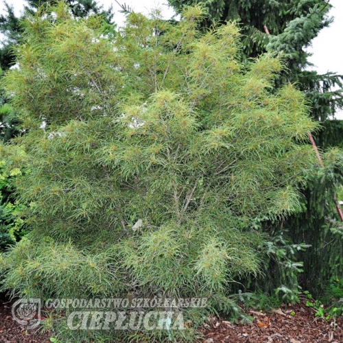 Betula pendula 'Trost's Dwarf' - Swedish Birch - Betula pendula 'Trost's Dwarf'