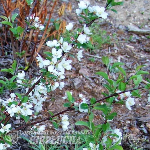 Malus toringo 'Tina' - jabłoń japońska - Malus toringo 'Tina'