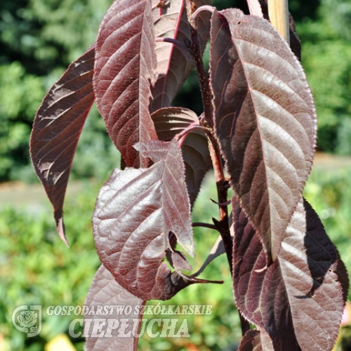 Prunus serrulata 'Amanogawa' - Wiśnia piłkowana ; wiśnia japońska - Prunus serrulata 'Amanogawa'