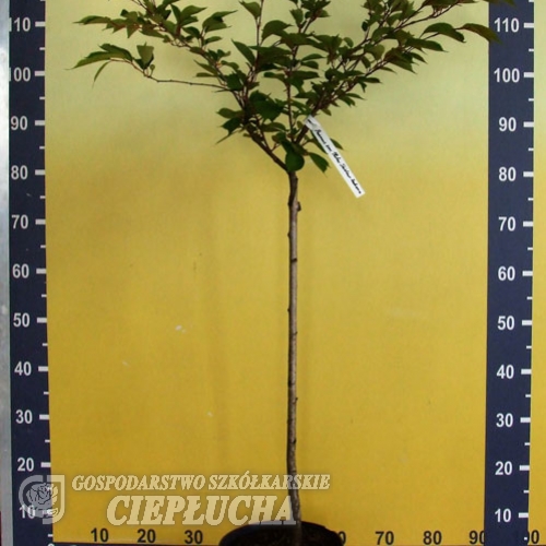 Prunus serrulata 'Kiku-shidare-zakura' - wiśnia piłkowana ; wiśnia japońska - Prunus serrulata 'Kiku-shidare-zakura'