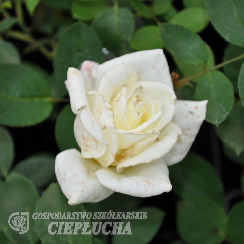 Athena - Grandiflora Rose - Rosa Athena