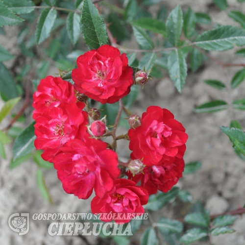 Fairy Dance - Bedding Rose - Rose Fairy Dance