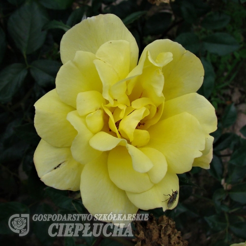 Golden Showers - Schlingrose - Rosa Golden Showers