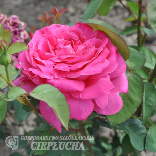 Pink Peace - Grandiflora Rose - Rosa Pink Peace