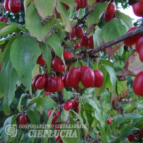 Cornus mas 'Jolico' - dereń jadalny - Cornus mas 'Jolico'