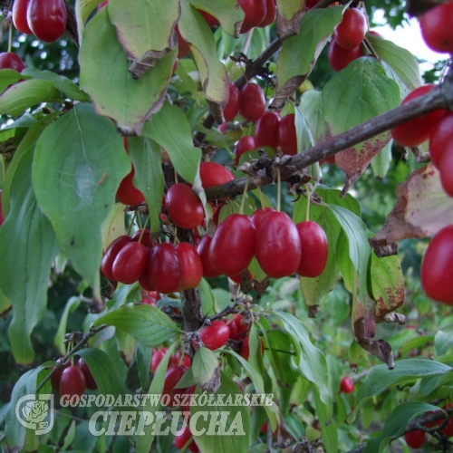 Cornus mas 'Jolico' - Cornelian cherry - Cornus mas 'Jolico'