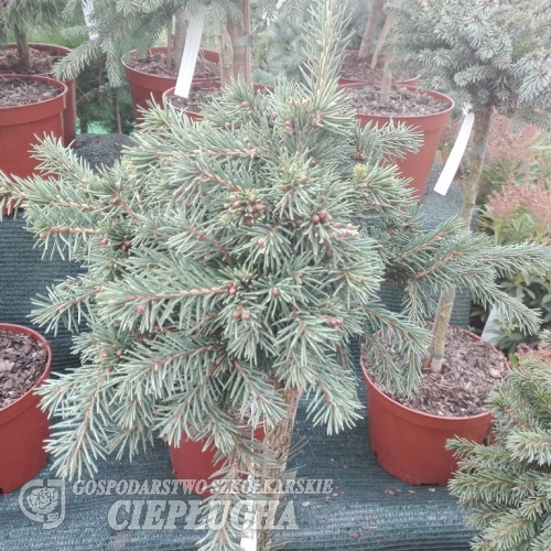 Picea abies 'Maxwellii' - Gemeine Fichte ;  Zapfenfichte Herkunft ; Zapfen-Fichte - Picea abies 'Maxwellii'