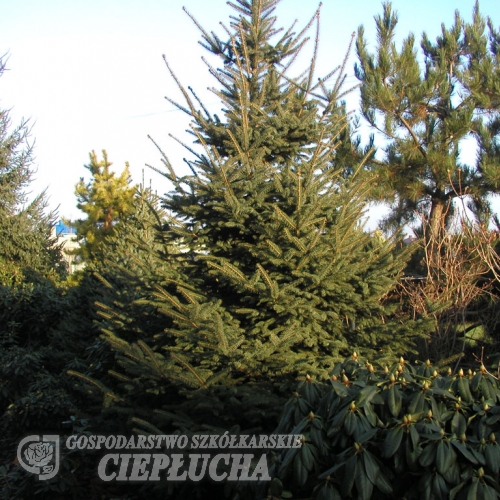 Picea gemmata - świerk chiński odgiętołuskowy ; świerk gruboigłowy - Picea gemmata