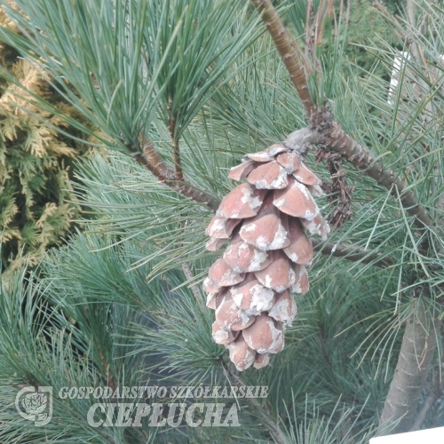 Pinus peuce  - sosna rumelijska - Pinus peuce